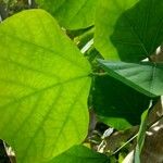 Erythrina amazonica Leaf