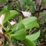 Salix myrsinites ഇല