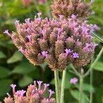 Verbena bonariensisFlor