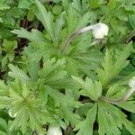 Anemone sylvestris পাতা