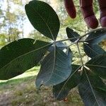 Argyrocytisus battandieri Other