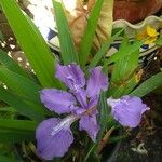 Iris tectorum Цвят