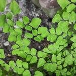 Adiantum raddianum Leaf