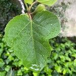 Ficus palmata Φύλλο