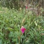 Onobrychis aequidentata 花