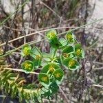 Euphorbia paraliasList