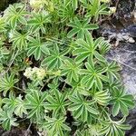 Alchemilla alpina Leaf