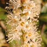 Prunus laurocerasus Květ