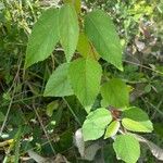 Aristotelia chilensis Fuelha