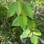 Aristotelia chilensis Blad