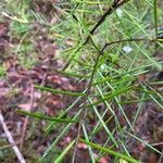 Ricinocarpos pinifolius Blad