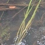 Vallisneria spiralis Leaf