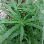 Cyperus albostriatus ᱥᱟᱠᱟᱢ