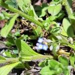 Myosotis arvensis Schors