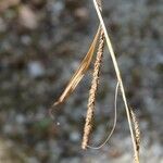 Carex pendula Fruit