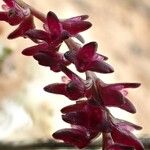 Bulbophyllum pumilum Flor