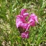 Pedicularis pyrenaica Flower
