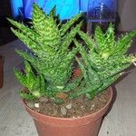 Aloe juvennaഇല