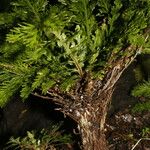 Selaginella pallescens Агульны выгляд