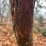 Vaccinium arboreum Bark