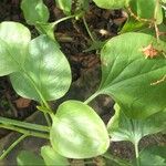 Rumex lunaria Blad