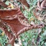 Carya ovata Leaf