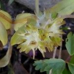 Valerianella discoidea Fleur