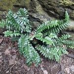 Asplenium marinum Leaf