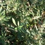 Forsskaolea angustifolia Blatt