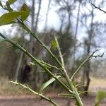 Citrus australis Φύλλο