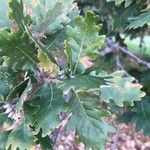 Quercus pubescens पत्ता