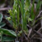 Lysimachia linum-stellatum Buveinė