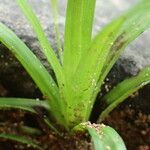 Hypoxis decumbens Leaf