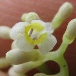 Psychotria acuminata फूल