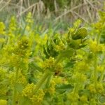 Cruciata laevipesFloare