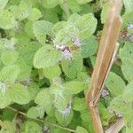 Mentha arvensis Blomst