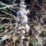 Solidago virgaureaFlower