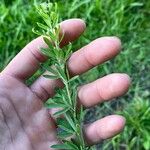 Lespedeza virginica Συνήθη χαρακτηριστικά