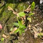 Epilobium roseum Lehti