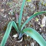 Muscari comosum Likasa