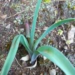 Leopoldia comosa Blatt