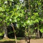 Betula populifolia Hábitos