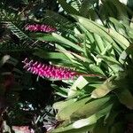 Aechmea gamosepala 花