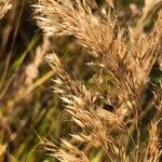 Achnatherum calamagrostis Frukto