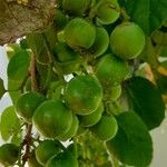 Cordia myxa Fruit