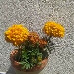 Tagetes erectaFlower