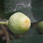 Ficus deltoidea Плод