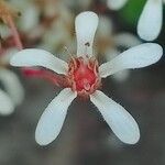 Saxifraga cotyledon 花