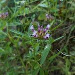 Trifolium willdenovii Агульны выгляд