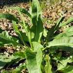 Rumex hydrolapathum Листок